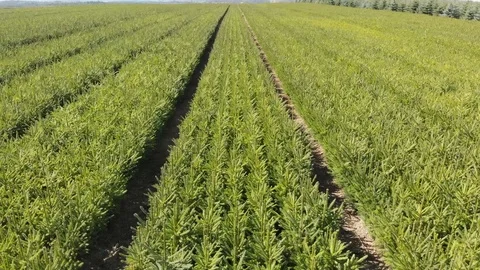 Close up motion shot of young tree saplings Stock Footage 95953056