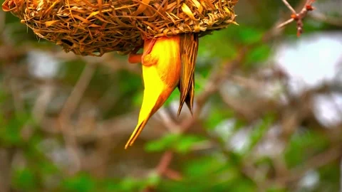 Close up motion of southern masked weaver bird building hanging nest. Stock-Footage 341133481