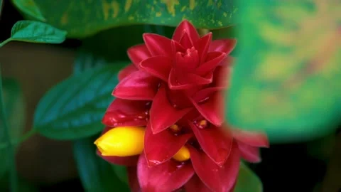 Close-up motion of vibrant red exotic flower blooming in lush green foliage. Stock-Footage 341396690