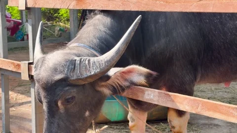 Close-up motion of a water buffalo with large horns eating from trough on far Stock Footage 333515660