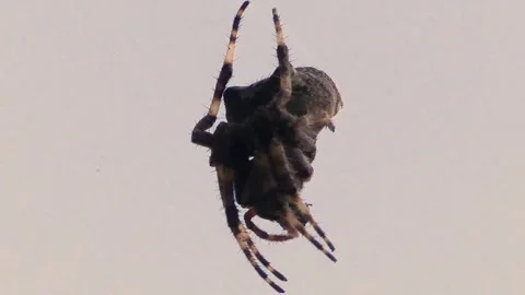 Close-Up of a Motionless Black Spider Stock Footage 249717581