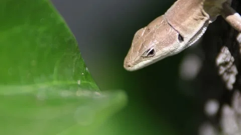 Close up of the motionless Lizard Stock-Footage 141295911