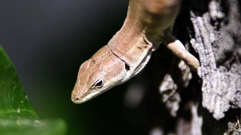 Close up of the motionless Lizard Stock Footage 141296222
