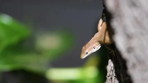 Close up of the motionless Lizard Stock Footage 141302212