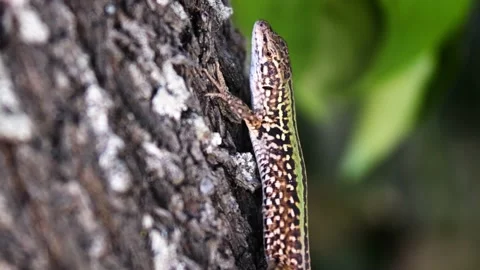 Close up of the motionless Lizard Stock Footage 141302911