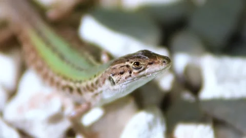 Close up of the motionless Lizard Stock Footage 141303719