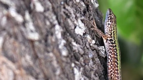 Close up of the motionless Lizard Stock-Footage 141304721