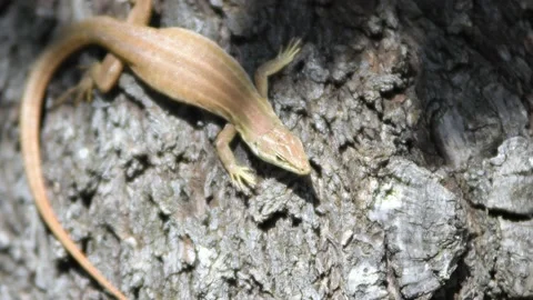 Close up of the motionless Lizard  pregnant Stock Footage 141302300