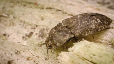Close-up of the mottled dingy-brown click beetle (Agrypnus murinus) Stock Footage 325514884