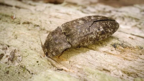 Close-up of the mottled dingy-brown click beetle (Agrypnus murinus) Stock Footage 325514889
