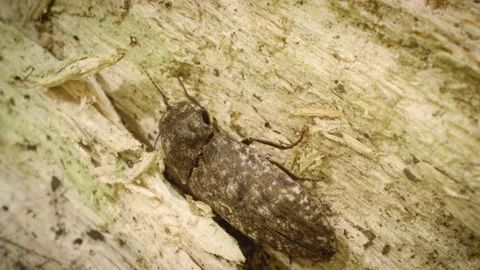 Close-up of the mottled dingy-brown click beetle (Agrypnus murinus) Stock Footage 325514902