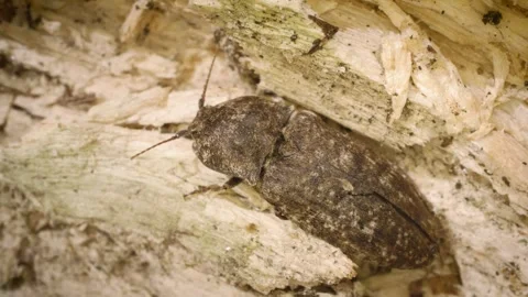 Close-up of the mottled dingy-brown click beetle (Agrypnus murinus) Stock Footage 325514919