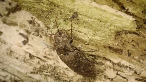 Close-up of the mottled dingy-brown click beetle crawling Stock Footage 325514938