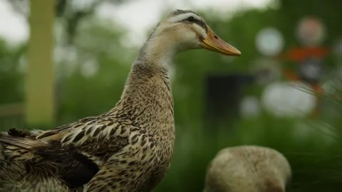 Close up of Mottled Ducks in nature Video stock 332855387