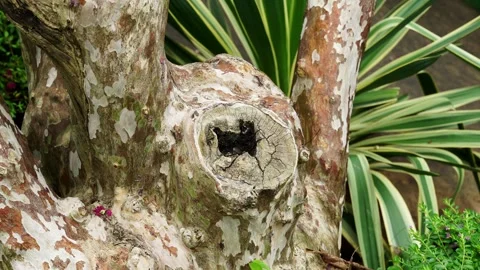 Close-Up of Mottled Tree Trunk with Knothole and Peeling Bark (4K) Stock Footage 342722299