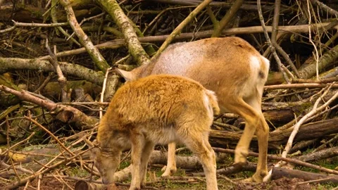 Close up of a mouflon  Stock Footage 145681647