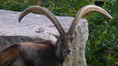 Close up of a mouflon Stock Footage 217396908