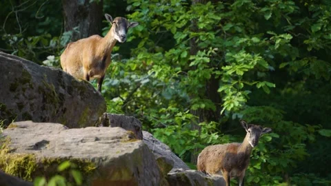 Close up of Mouflon Stock Footage 277294007