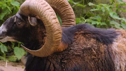Close up of Mouflon, ram Video stock 242192736
