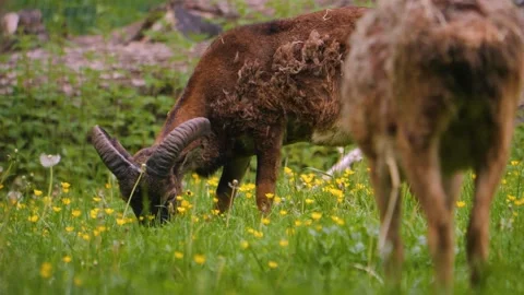 Close up of Mouflon, ram Stock Footage 242192841