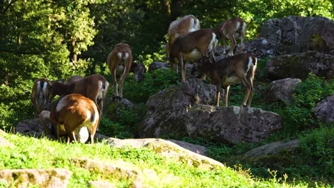 Close up of Mouflon, ram Stock Footage 259976344