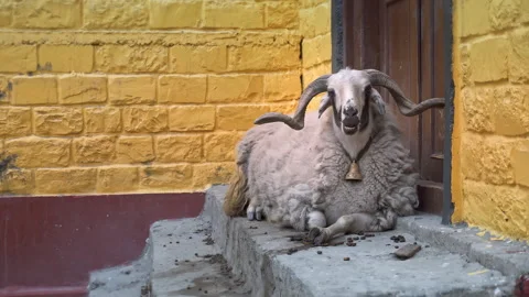 Close up of Mouflon, ram head looking into the camera. Portrait of mouflon slow Video stock 294614341