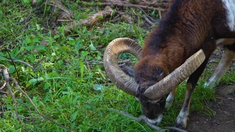 Close up of mouflons Stock Footage 252061497