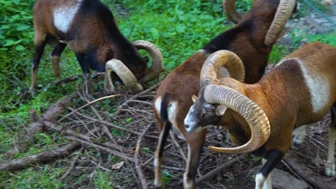 Close up of mouflons Stock Footage 252103135