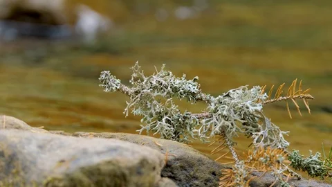 Close up of mountai stream Stock Footage 121175602