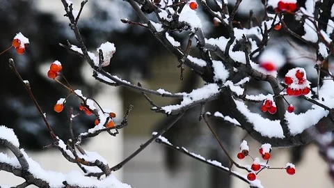 A close-up of a mountain ash bush with red berries scattered among the bran.. Vidéo 342388997