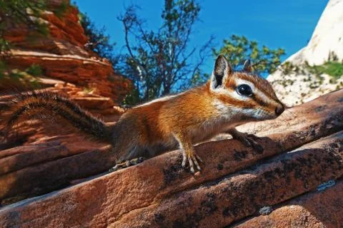 Close up of mountain chipmunk Foto stock