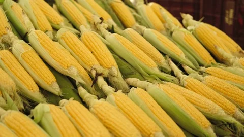Close-up of a mountain of corn at the market Stock Footage 268683920