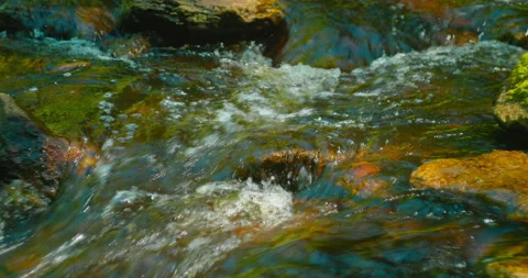 Close-up of mountain fast river on a sunny summer day. Nature landscape. Forest Video stock 205760444