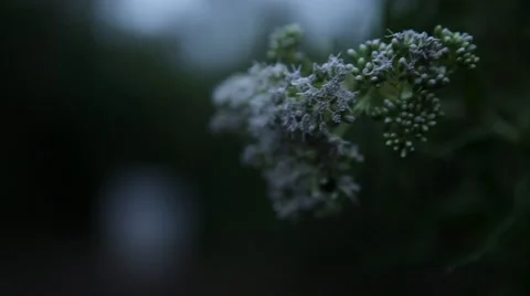 Close Up a mountain flower Stock Footage 57477750