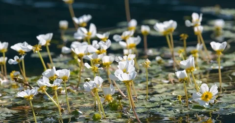 Close up mountain flowers Stock Footage 117621862