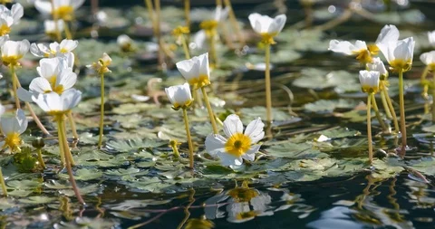 Close up mountain flowers Stock Footage 117621910