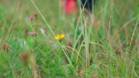 Close-up mountain flowers, a grasshopper sits, legs go in the background Stock Footage 157660289