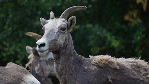Close up of mountain goat  Stock Footage 255010913