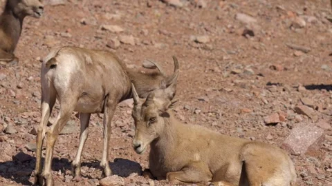 Close up mountain goats on rocky cliffs Stock Footage 265508049