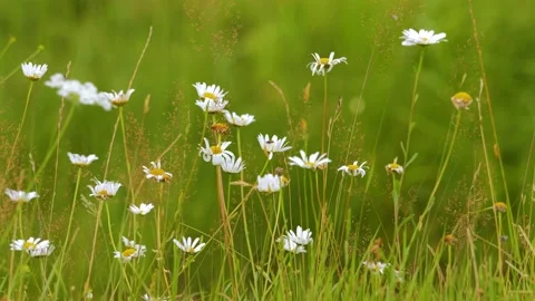 Close-up of mountain pasture with fresh grass and blooming flowers on summer Stock Footage 143570513