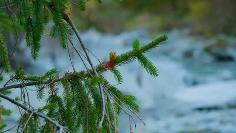 Close-Up of Mountain Pine Branch Panning Left to Right with Blurred River Stock Footage 320209377