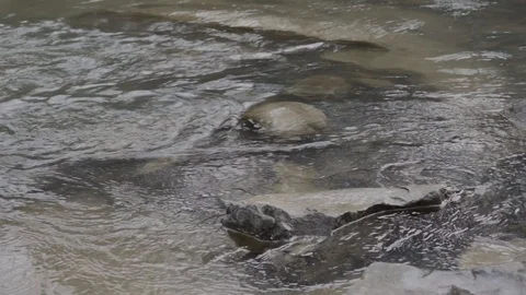 CLOSE UP: mountain river flowing between the rocks Stock Footage 97822661