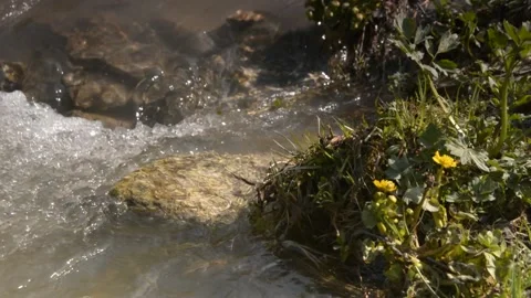 Close up of mountain river with rock in it and shore with grass and flower Stock Footage 165070286