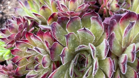 Close-up of Mountain rose in landscape design Stock Footage 195722119
