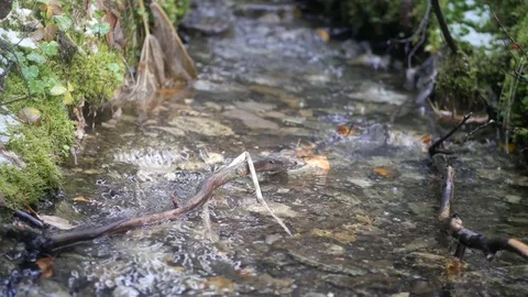 Close up: Mountain Stream clear water Stockbeeldmateriaal 81409625