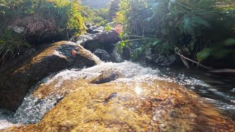 Close-up of a mountain stream Vídeo Stock 317686870