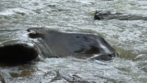 Close-up of a mountain stream, water flows between the stones, washes them. Pure Stock Footage 245750103