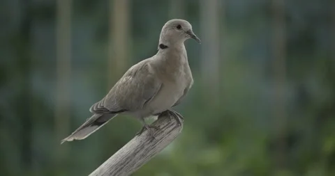 Close-up of a mourning dove bird Видео 247280837