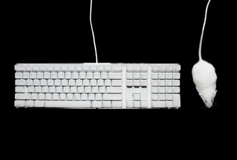 Close-up of a mouse with a computer keyboard Foto stock