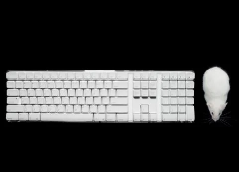 Close-up of a mouse with a computer keyboard Stock Photos